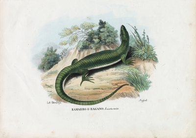 European Green Lizard by Raimundo Petraroja